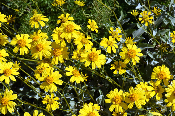 Brittlebush blooms from February to May and again from August to September following sufficient monsoon rainfall. Encelia farinosa 